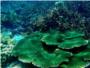 Cianobacterias asociadas con algas desde hace 90 millones de aos, claves en la produccin de nitrgeno ocenico