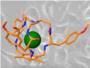 Cientficos del CSIC proponen usar jaulas moleculares para destruir solo las clulas cancerosas