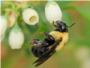 Conservar una gran diversidad de abejas es crucial para asegurar la polinizacin de los cultivos