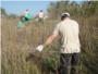 Cullera actua per a controlar en les dunes una planta invasora d'origen americ