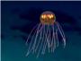 Descubren en la Fosa de las Marianas una medusa 