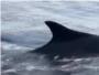 Dos enormes exemplars de balenes blaves han passat hui per aiges de Cullera