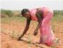 El 80% de las mujeres de la India rural se dedica al campo, pero slo 1 de cada 8 hereda las tierras
