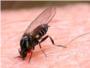 El Consell Agrari de Sueca gestiona la segona fase del tractament contra la mosca negra i mosquit tigre