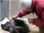El entraable y triste adis de una chimpanc a su cuidador
