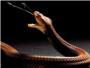 El veneno de las cobras escupidoras evolucion hacia una funcin defensiva