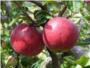 El veto ruso pone en peligro el futuro de ms de 22.000 toneladas de fruta de verano
