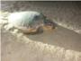 En horas eclosionarn los huevos puestos por la tortuga boba en la playa de Sueca