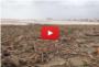 Estat de la platja del Marenyet a Cullera amb tones de canyes arrossegades pel riu Xquer