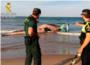 Hallan una ballena muerta de cerca de 6 toneladas en una playa del trmino municipal de Cullera