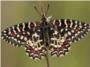 Hasta un 28% de las especies de mariposas de la Pennsula Ibrica podra estar sin descubrir