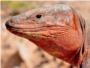 La extincin de los lagartos gigantes en Canarias altera el funcionamiento de los ecosistemas