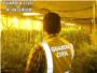 La Guardia Civil desmantela un laboratorio en l'Alcdia con 666 plantas de marihuana