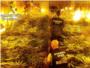La Guardia Civil incauta 300  plantas de marihuana en un garaje de Carlet