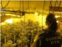 La Guardia Civil incauta cerca de 1200 plantas de marihuana en Alcntera de Xquer