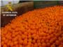 La Guardia Civil investiga a 6 personas por delitos relacionados con la sustraccin y venta ilcita de naranjas