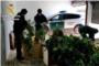 La Guardia Civil de Carcaixent procede contra 65 personas implicadas el cultivo y elaboracin de drogas