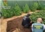 La Gurdia Civil det a dos persones per una plantaci exterior de cnnabis de ms de 300 plantes a Turs