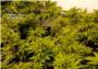 La Gurdia Civil interv ms de 670 plantes de marihuana en 3 vivendes de Benifai