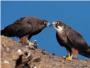 La malaria aviar afecta ms a los halcones oscuros que a los claros