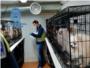 La Polica Nacional desmantela dos criaderos ilegales de chihuahuas y rescata 270 perros