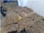 La Policia Local de lAlcdia i Seprona dAlzira han intervingut els 500 kg de caragols