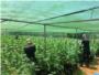 La Polica Nacional desmantela una plantacin de marihuana con 6.750 plantas y detiene a dos personas en Alzira