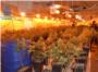 La Polica Nacional desmantela una plantacin de marihuana y detiene a tres personas en Alzira