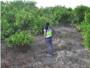 La  Polica Nacional han detenido en Alzira a cuatro personas por comercio ilcito de naranjas