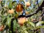 LA UNI de Llauradors denuncia una caiguda espectacular dels preus de la fruita d'estiu de ms d'un 300%