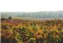 La viticultura ecolgica en Utiel-Requena crece un 47 % en cuatro aos