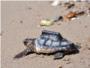 Las cuatro tortugas con localizadores continan su viaje por el Mediterrneo 15 das despus de su suelta