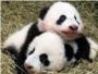 Los pandas gemelos de Viena ya tienen nombre