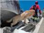 Muere Dayko, el perro que salv varias vidas en el terremoto de Ecuador