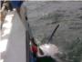 Pescan un tiburn de ms de tres metros y medio en Cullera