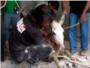 Salvan la vida a un burro tras rescatarlo de una fosa sptica en la que estuvo atrapado 24 horas