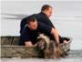 Salvan la vida a un viejo perro a punto de morir en un estanque helado