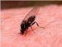 Sueca avana la lluita contra el mosquit tigre i la mosca negra