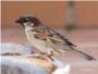 Un estudio del CSIC determina cmo se produce la infeccin por malaria de aves silvestres