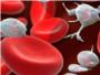 Un gen evita el deterioro de las clulas madre sanguneas en los tratamientos contra el cncer