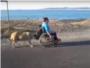 Un perro empuja a su duea que va en silla de ruedas