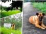 Un perro muere en la carretera en la que fue abandonado por su familia despus de esperar ms de un ao