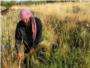 Un proyecto internacional investigar cmo mejorar los cultivos de cereales ante climas cambiantes
