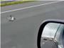 Una paloma vuela en una autopista a 100 km/hora junto a los vehculos