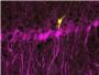 Una tcnica asla la actividad neuronal durante la consolidacin de la memoria