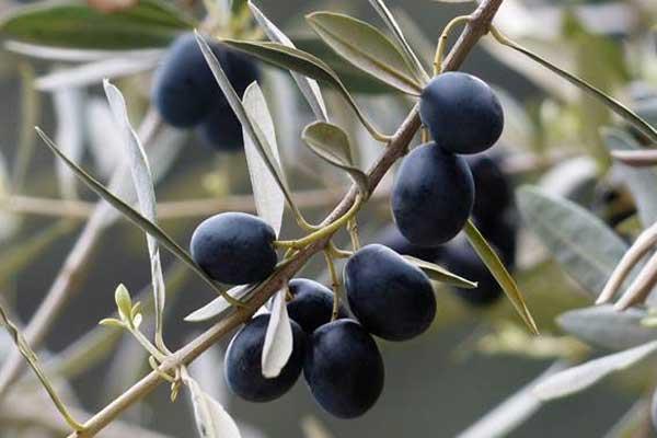 L'oli de pinyolada d'oliva disminueix el colesterol i millora la sensibilitat a la insulina