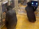 Los chimpancs vencen a los humanos en un juego matemtico