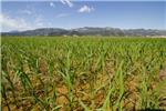 Jornades d'agricultura a Sollana i Sueca, Lagricultura valenciana: problemes presents i reptes futurs