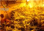 La Guardia Civil incauta 600 plantas de marihuana en el interior de una vivienda ubicada en Carlet