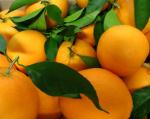 Sorprenden en Corbera a dos jvenes con 180 kilos de naranjas